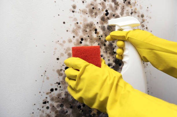 Best Mold Damage Repair  in Sacramento, CA