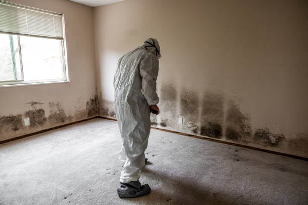 Best Attic Mold Removal  in Sacramento, CA